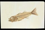 Fossil Fish (Mioplosus) - Beautiful Specimen! #122725-1
